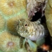 blenny_sailfin_lphr_gc_v_0289_cay4204.jpg